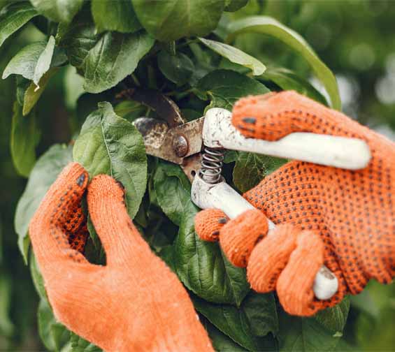 Tree and Shrub Pruning